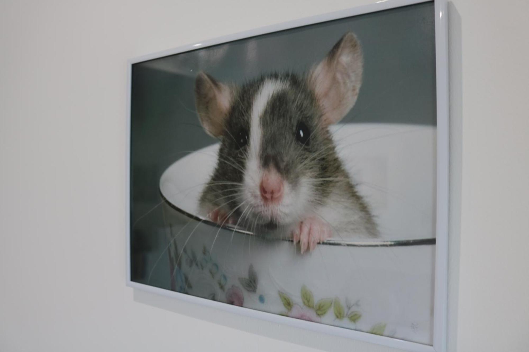Ferienwohnung Rezeda Vendeghaz Fertőhomok Exterior foto